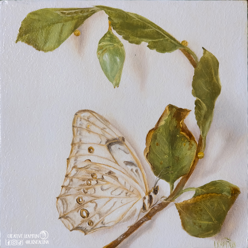 Oil painting “Polyphemus White Morpho butterfly and pupa”